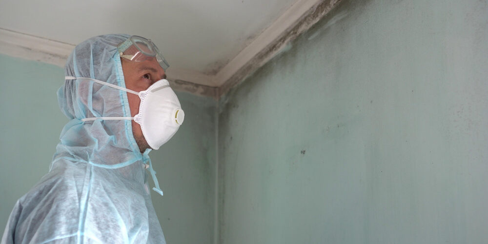 Expert | Mold Damage | Bulldog Adjusters Expert | Mold Damage | Bulldog Adjusters